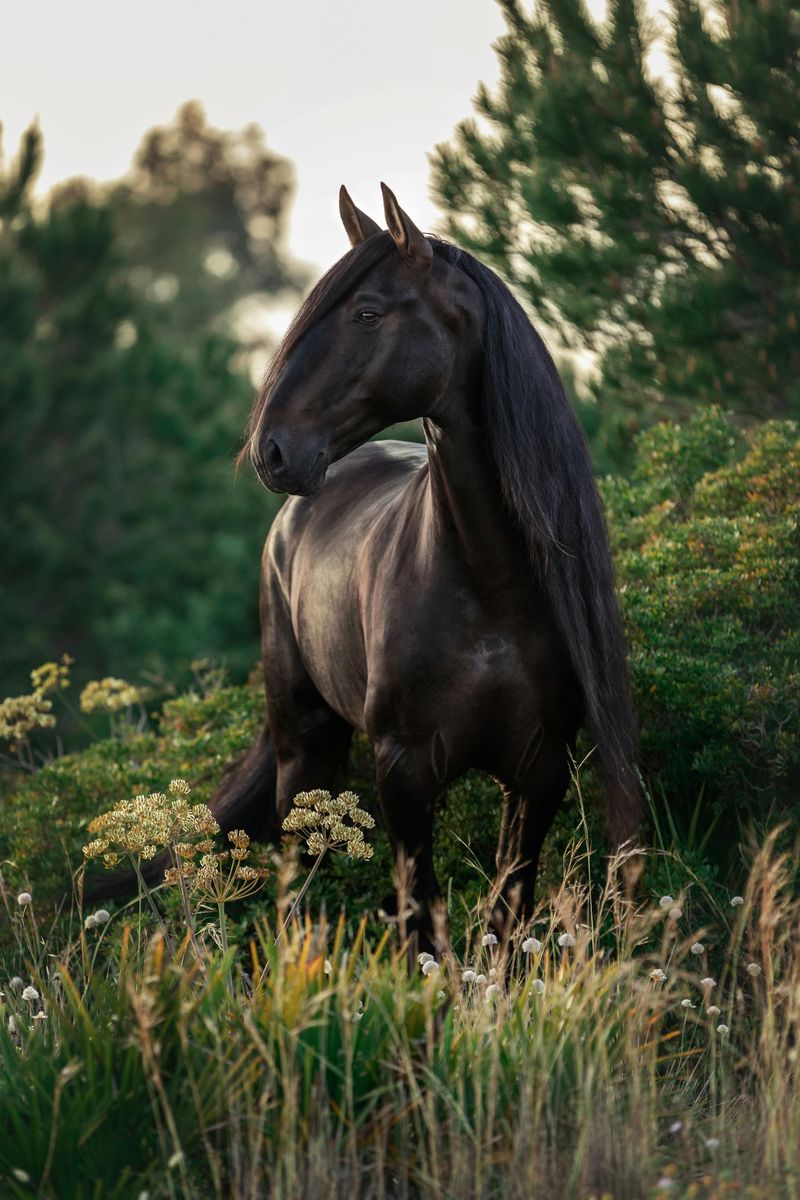 Friesian