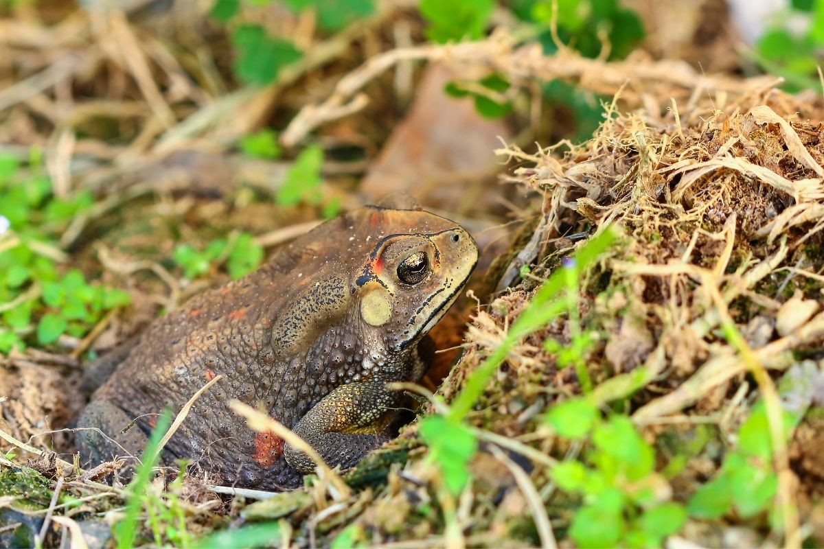 Frog tcareob72 from Getty Images Via Canva