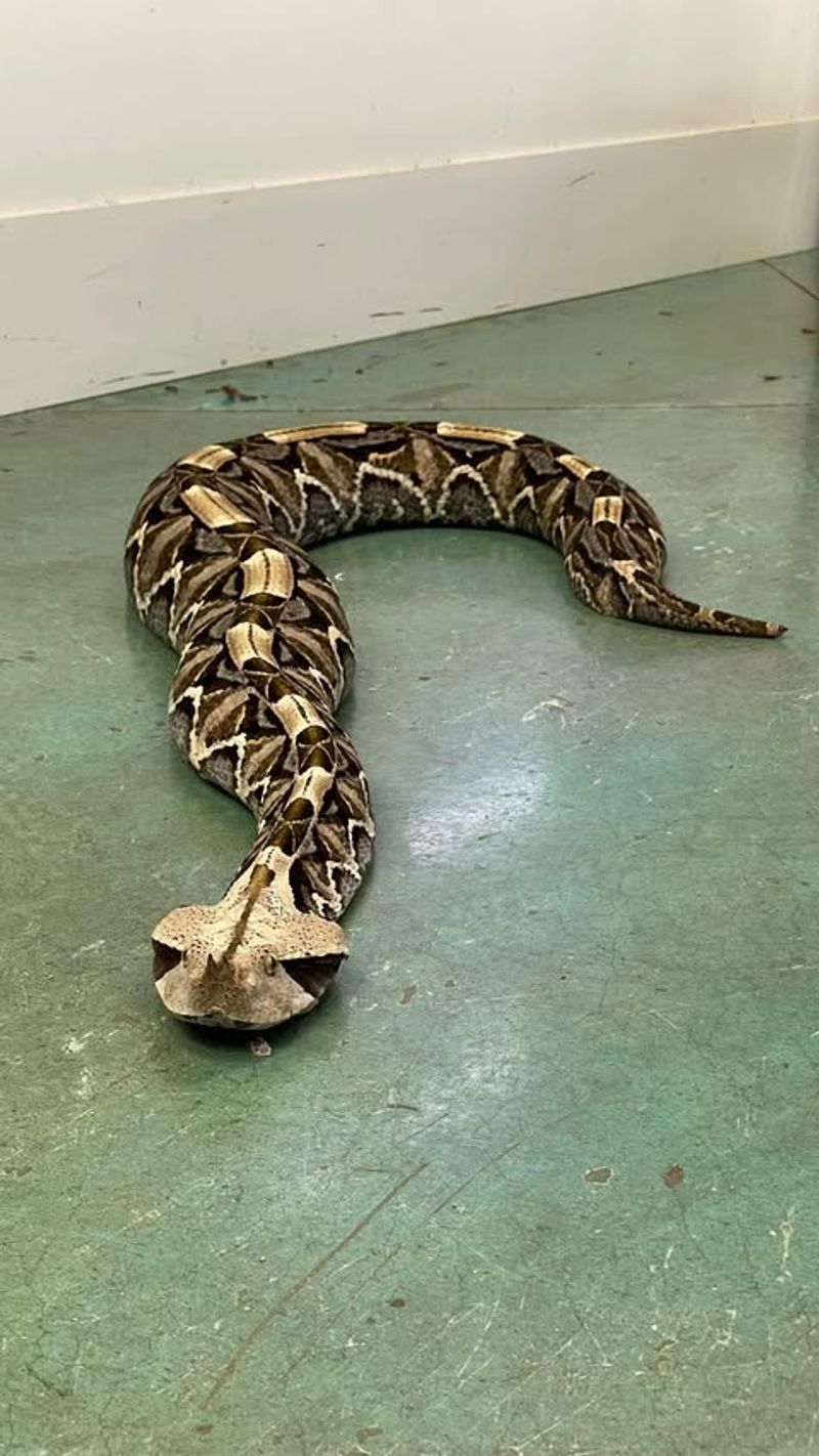 Gaboon Viper