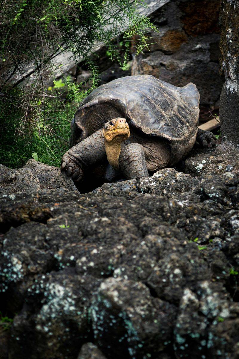 Galápagos Tortoise