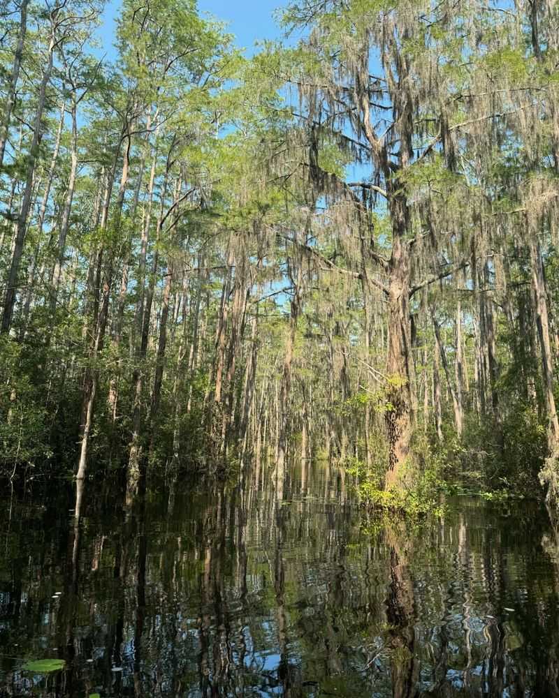 Georgia's Okefenokee Swamp