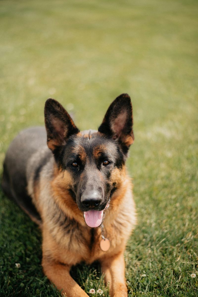 German Shepherd