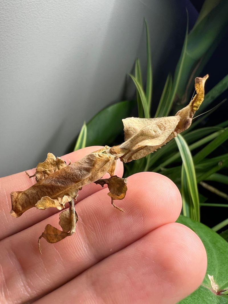 Ghost Mantis