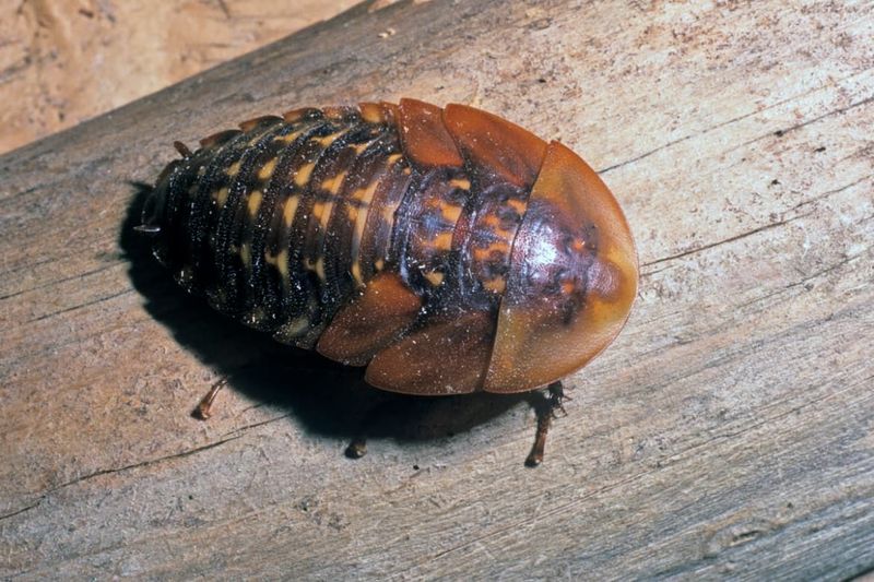 Giant Burrowing Cockroach