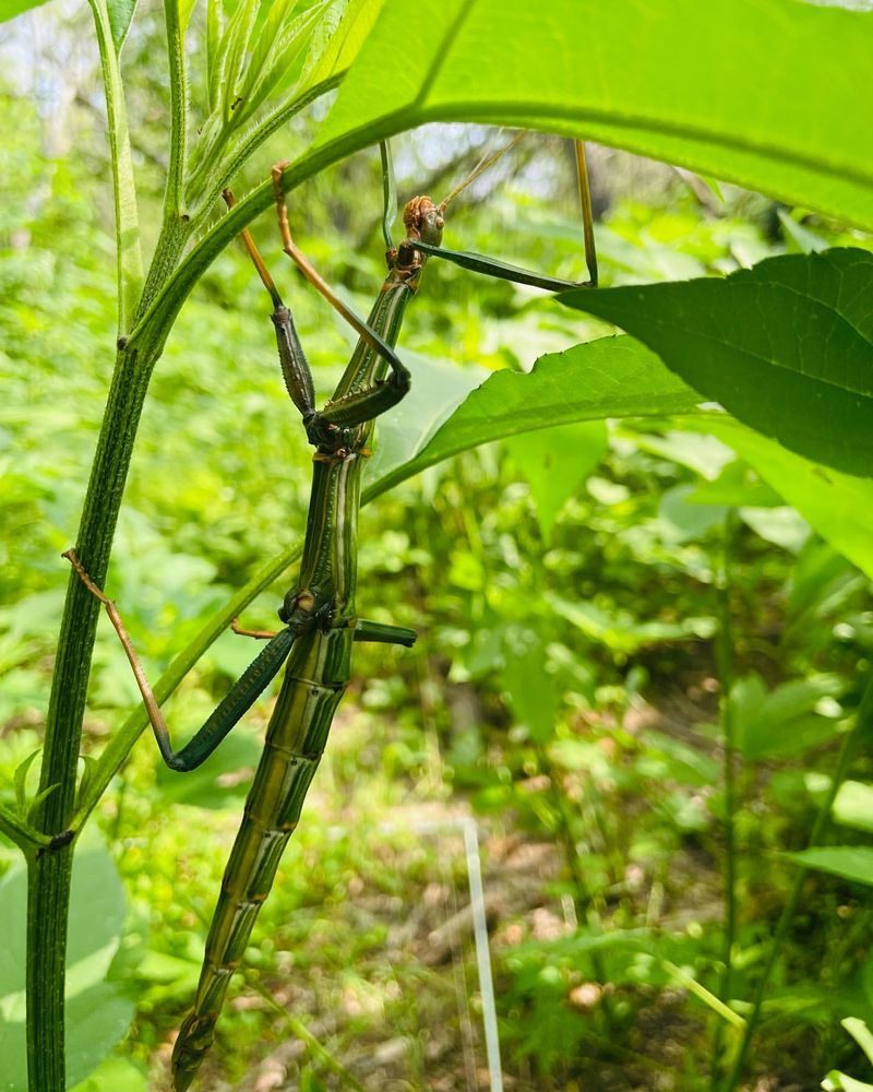 Giant Walking Stick