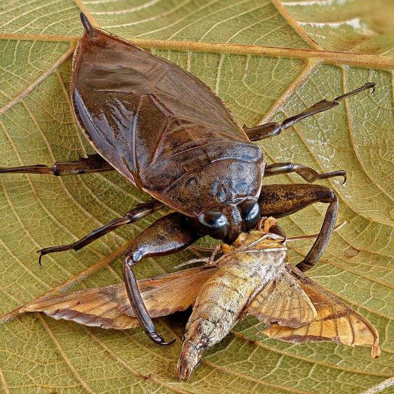 Giant Water Bug