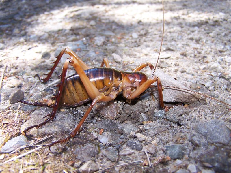 Giant Weta