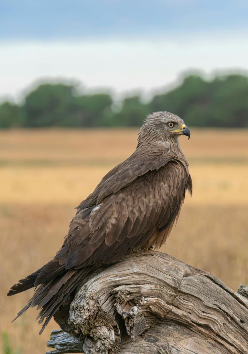 Golden Eagle