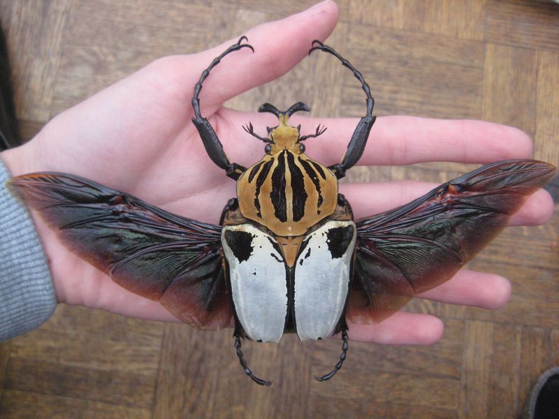 Goliath Beetle