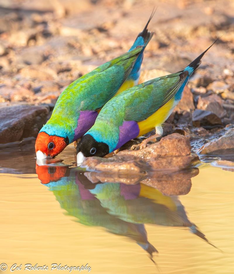 Gouldian Finch