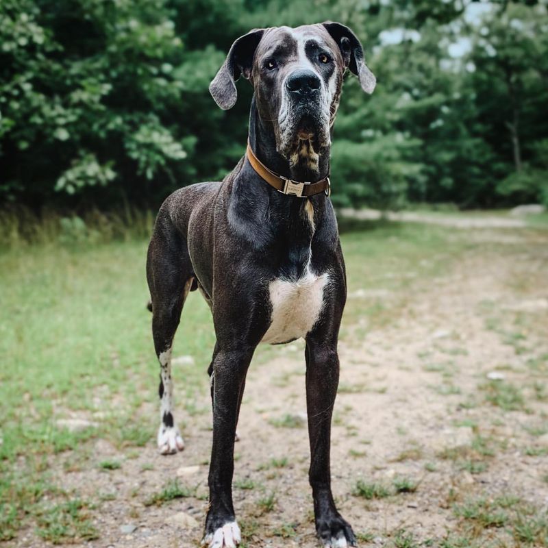 Great Dane