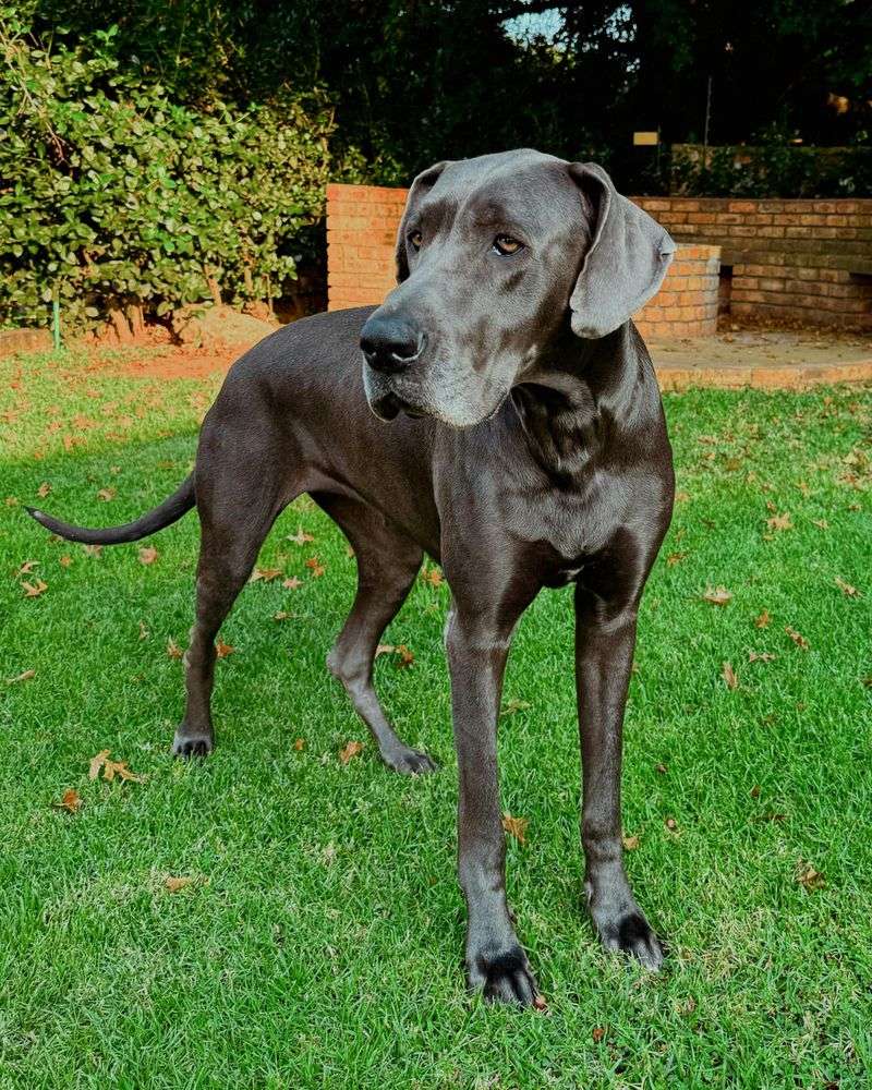 Great Dane