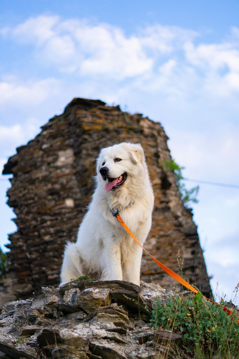 Great Pyrenees