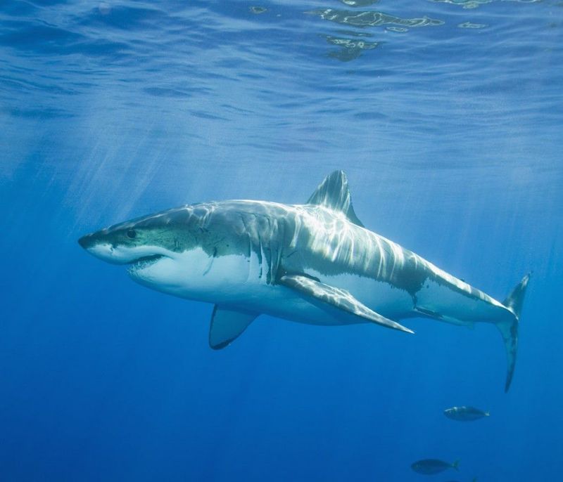 Great White Shark