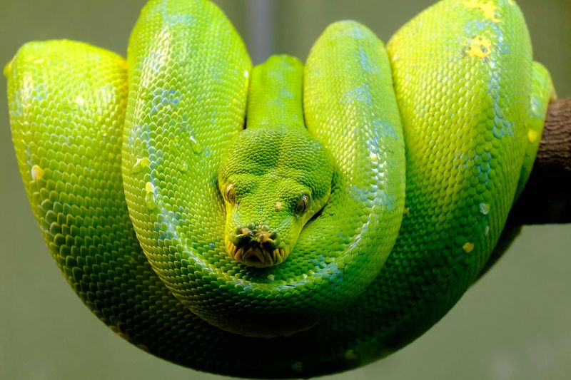 Green Tree Python