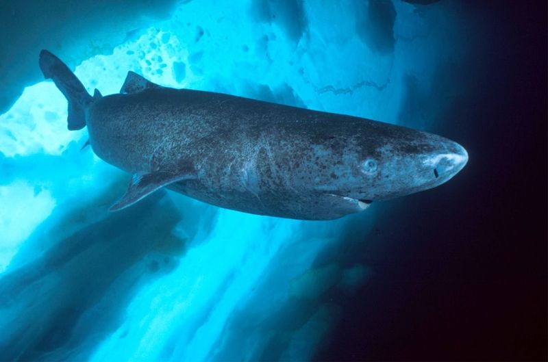 Greenland Shark