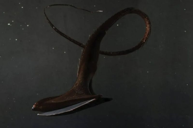 Gulper Eel