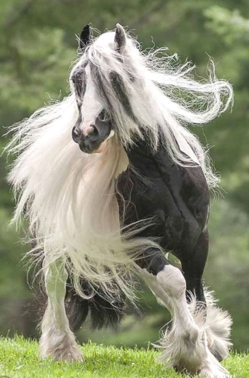 Gypsy Vanner