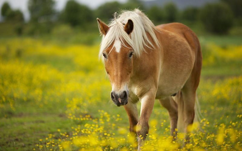 Haflinger