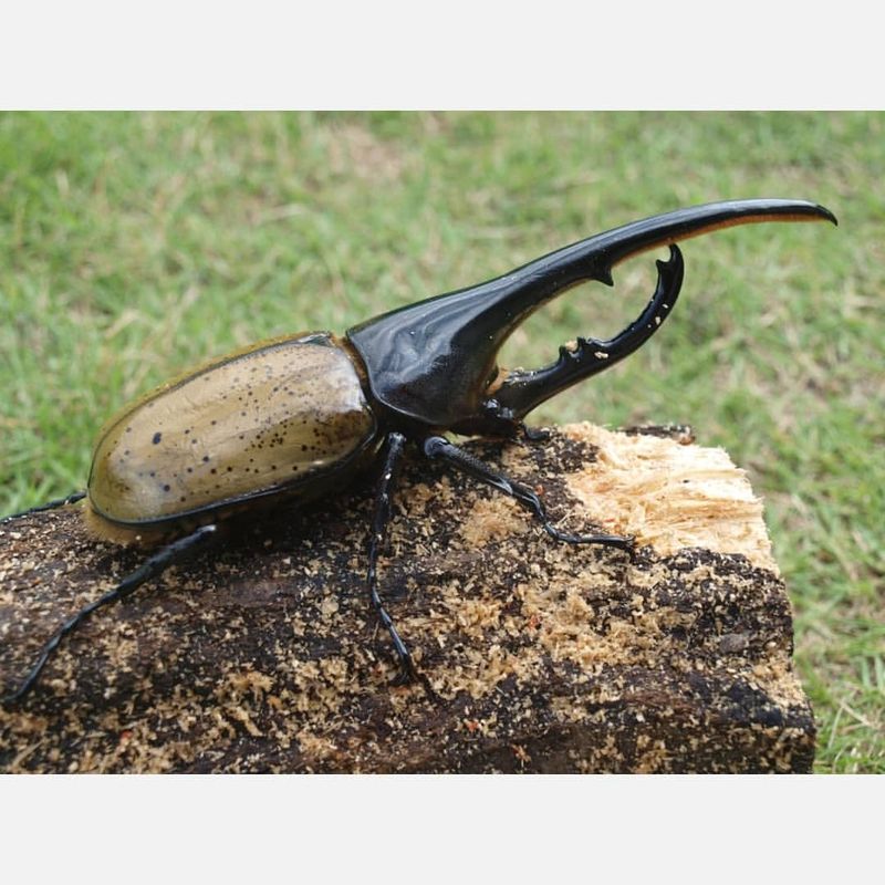 Hercules Beetle