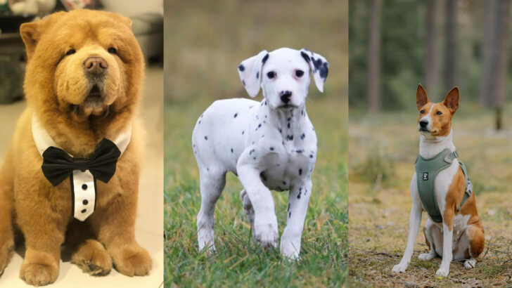 Here Are 10 Dog Breeds I’d Never Choose as Pets