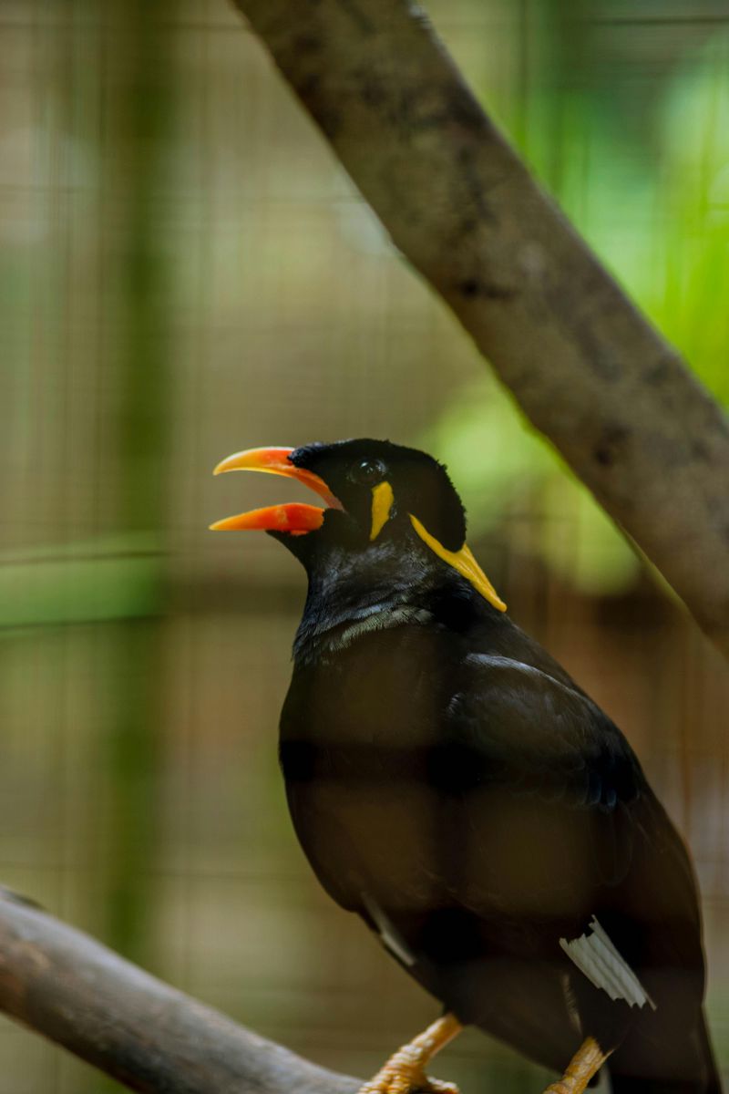 Hill Myna