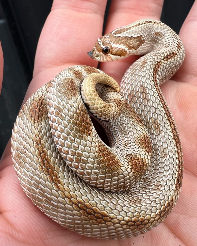 Hognose Snake