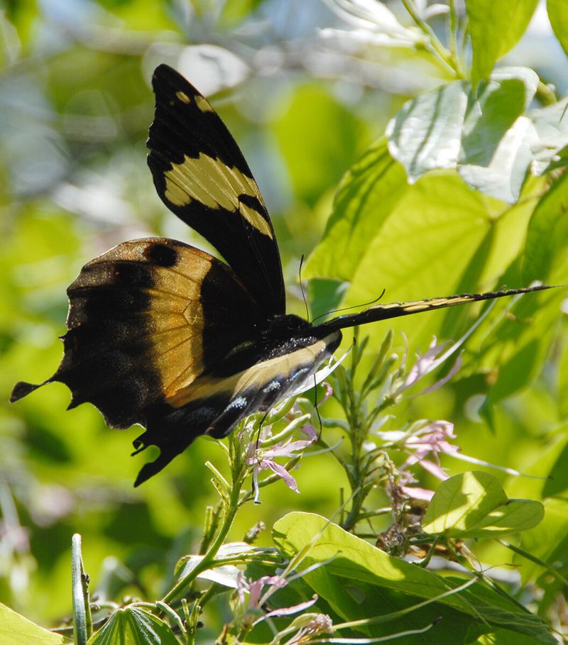 Homerus Swallowtail