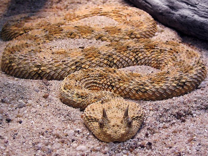 Horned Viper