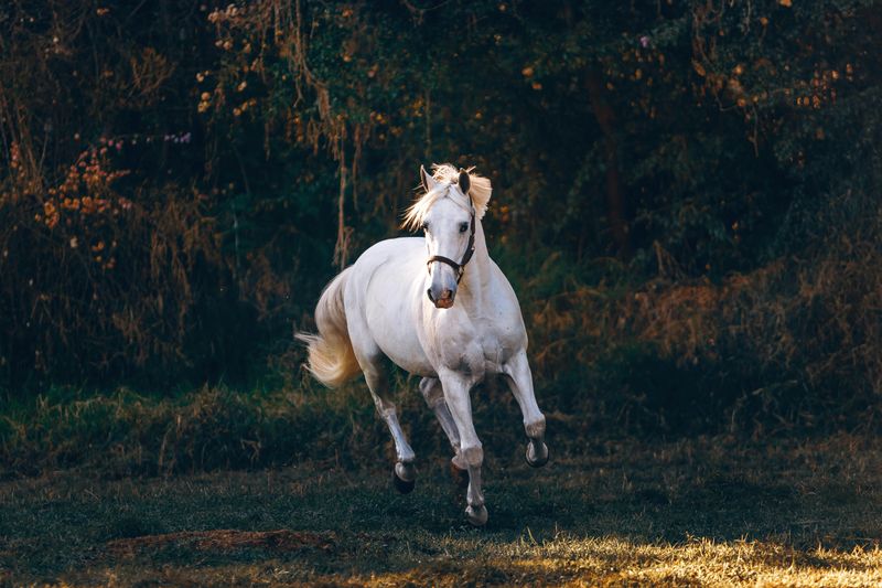 Horses