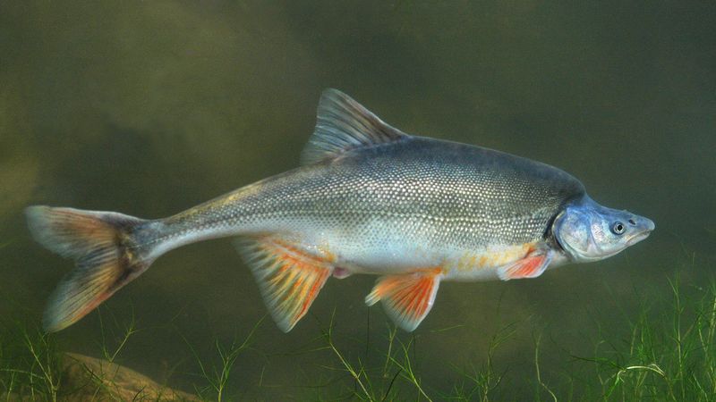 Humpback Chub