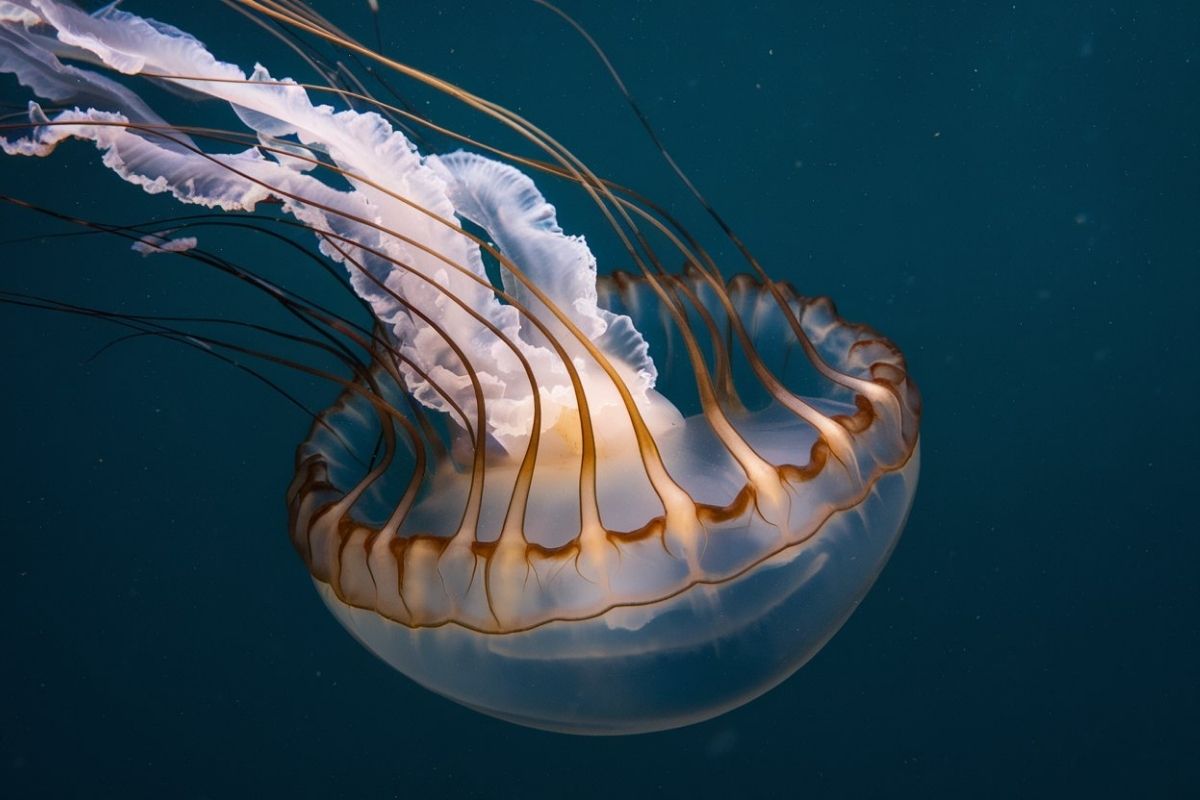 Immortal Jellyfish