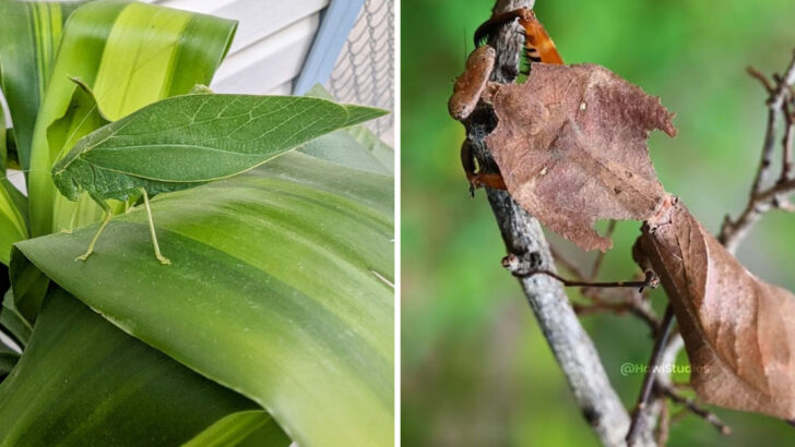 Incredible Camouflage 8 Animals That Could Fool You as Leaves