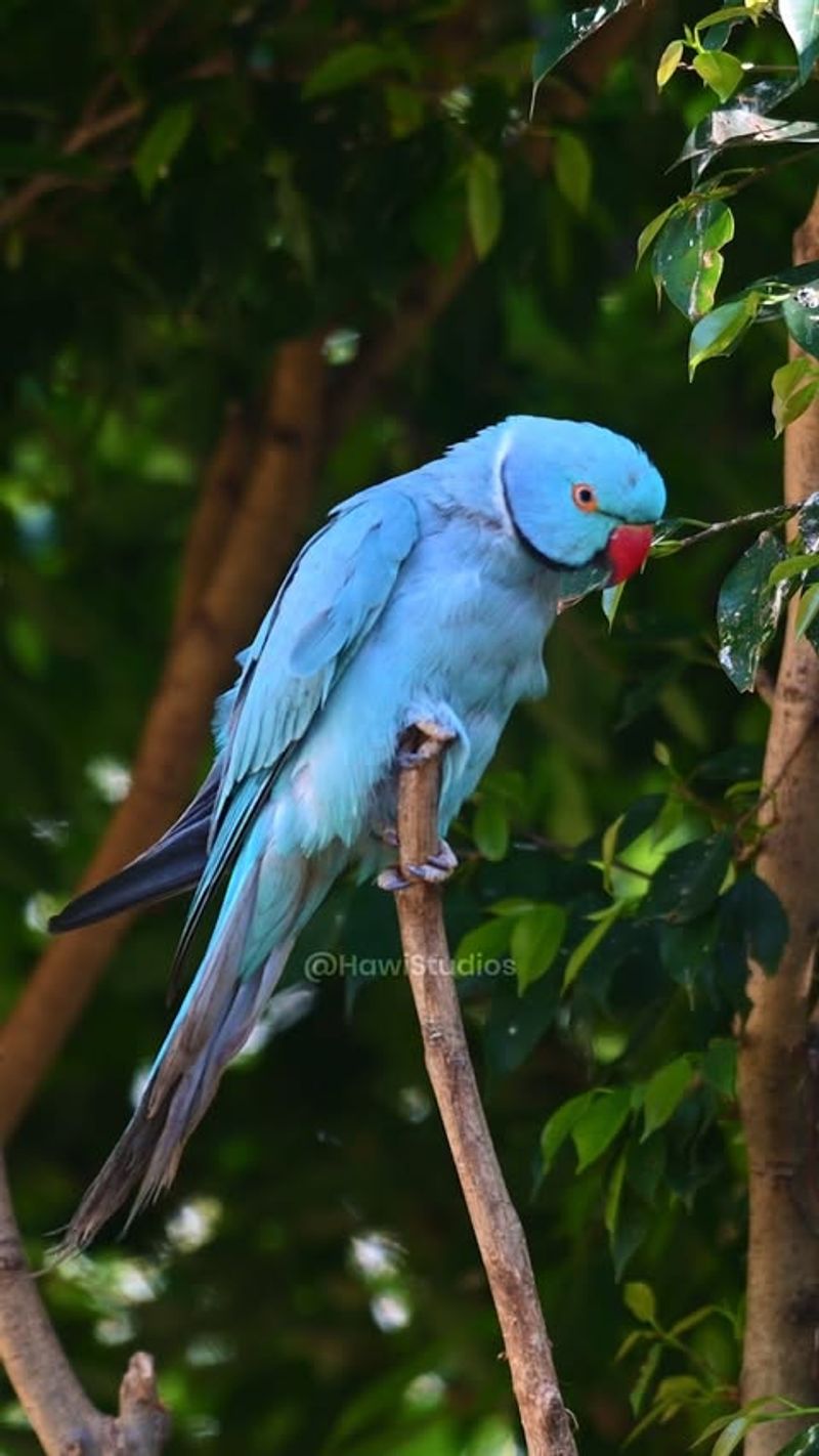 Indian Ringneck Parakeet