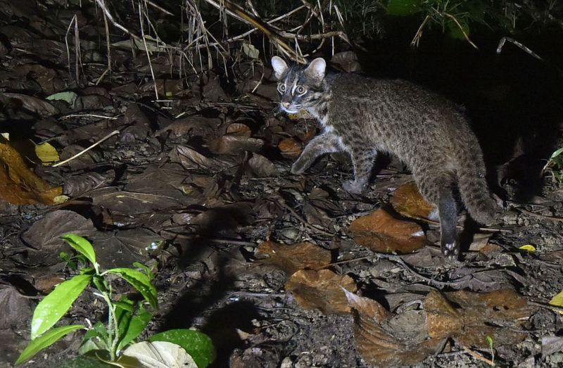 Iriomote Cat