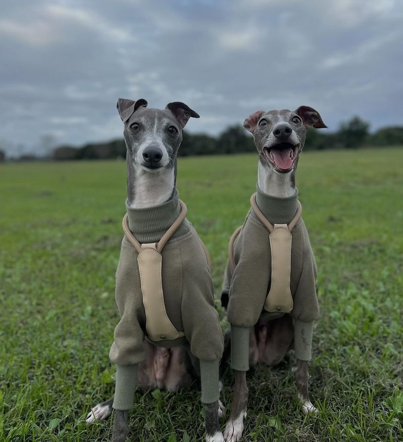 Italian Greyhound