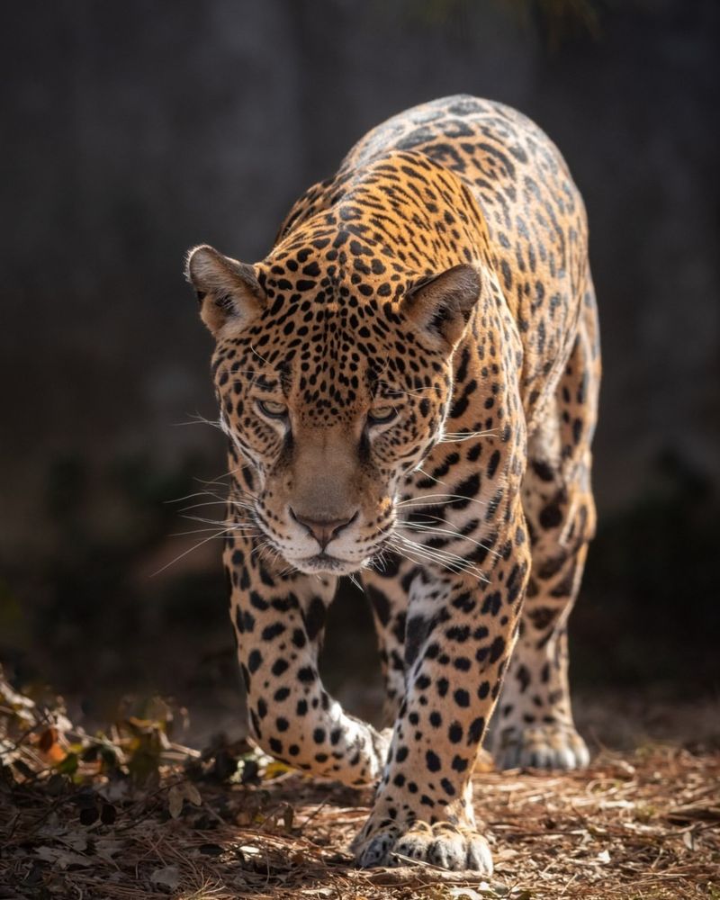 Jaguar