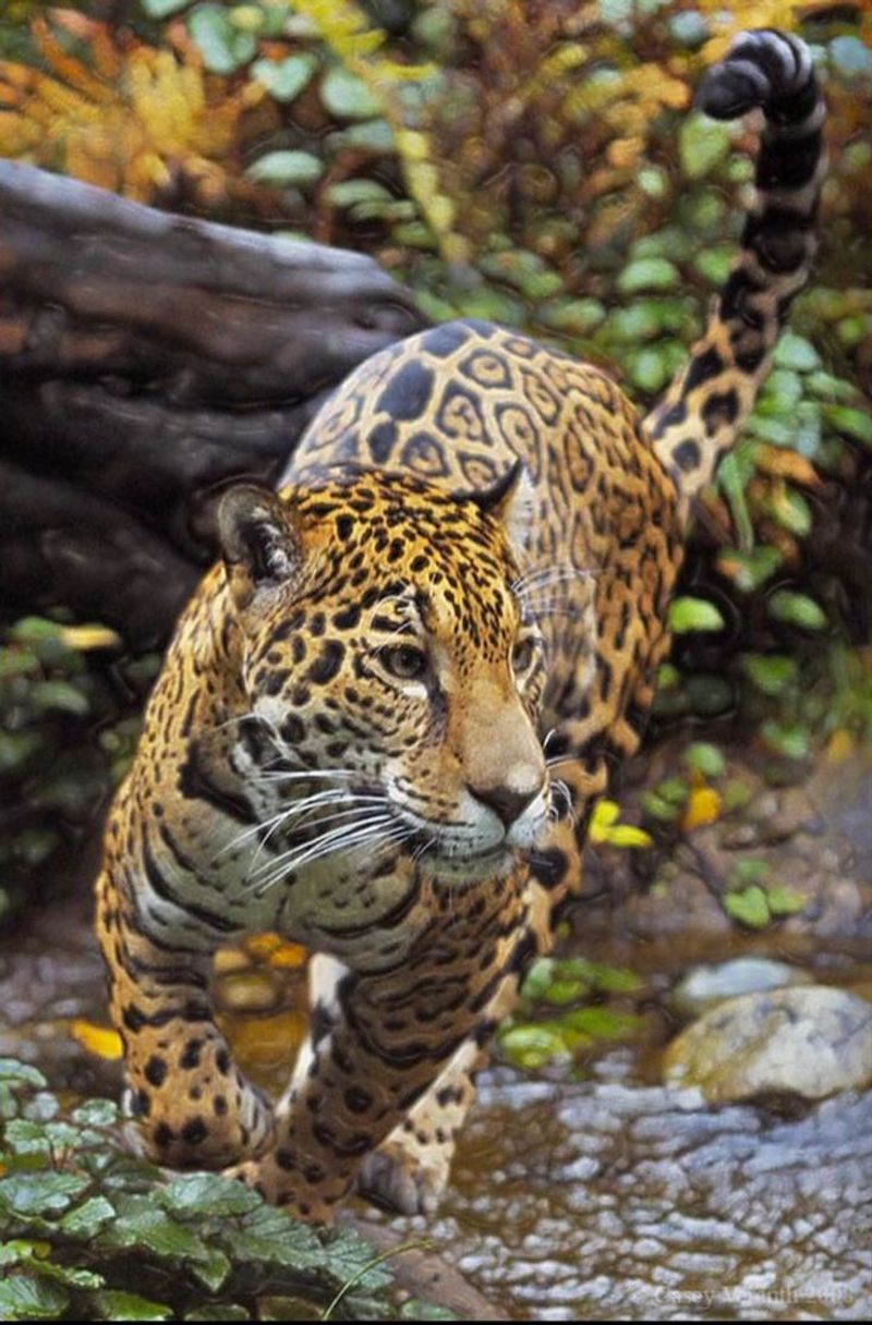 Jaguar