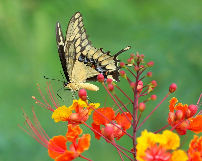 Jamaican Giant Swallowtail