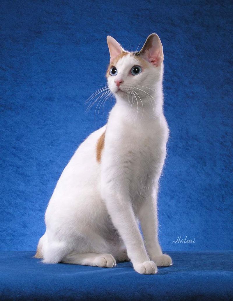 Japanese Bobtail