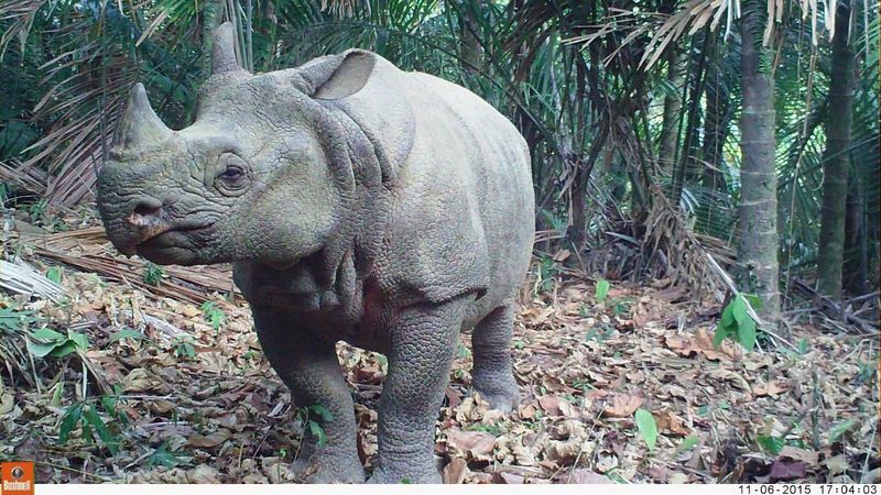 Javan Rhino