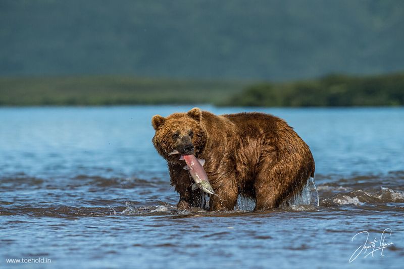 Kamchatka Brown Bear