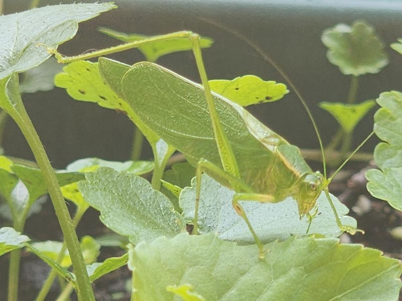 Katydid