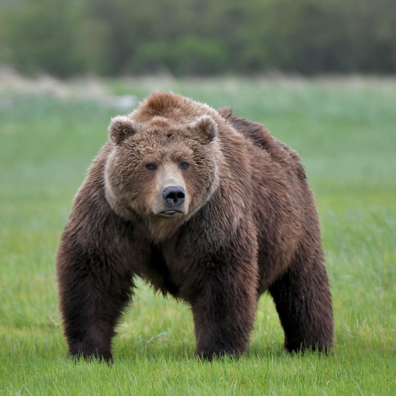 Kodiak Bear