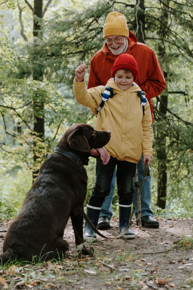 Labrador Retriever