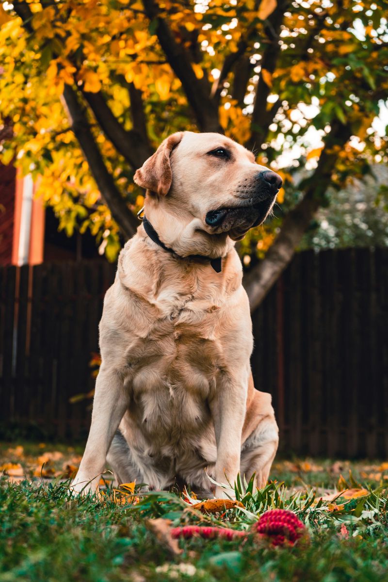 Labrador Retriever