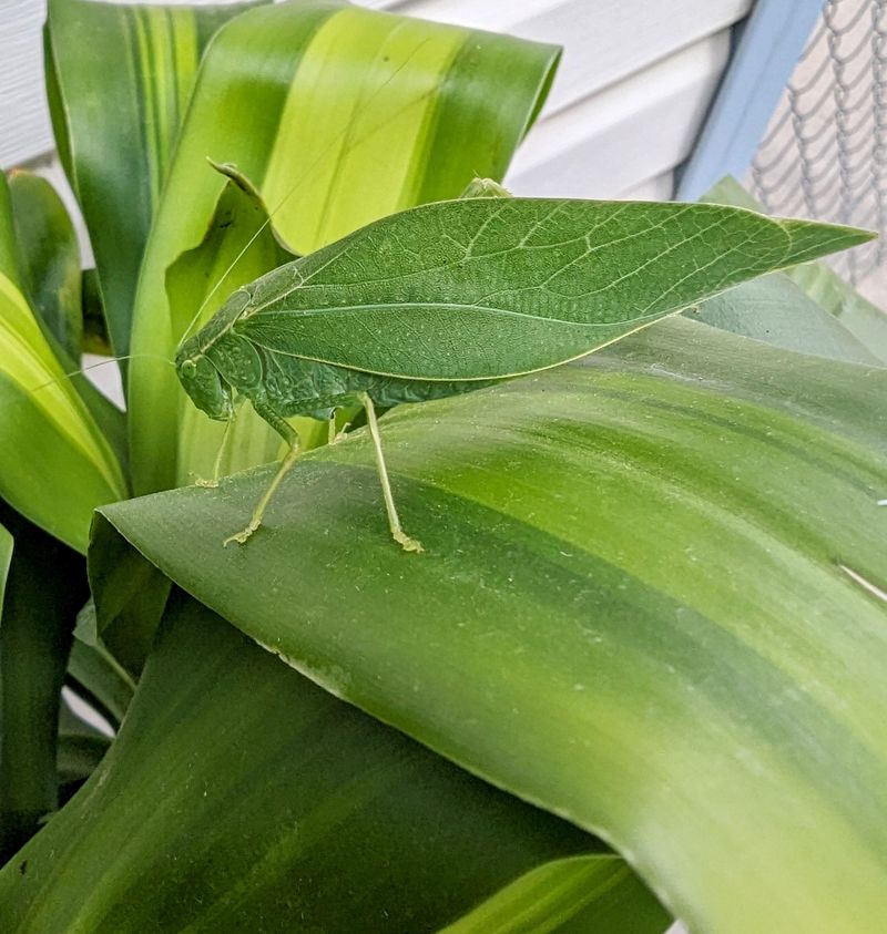 Leaf Insect