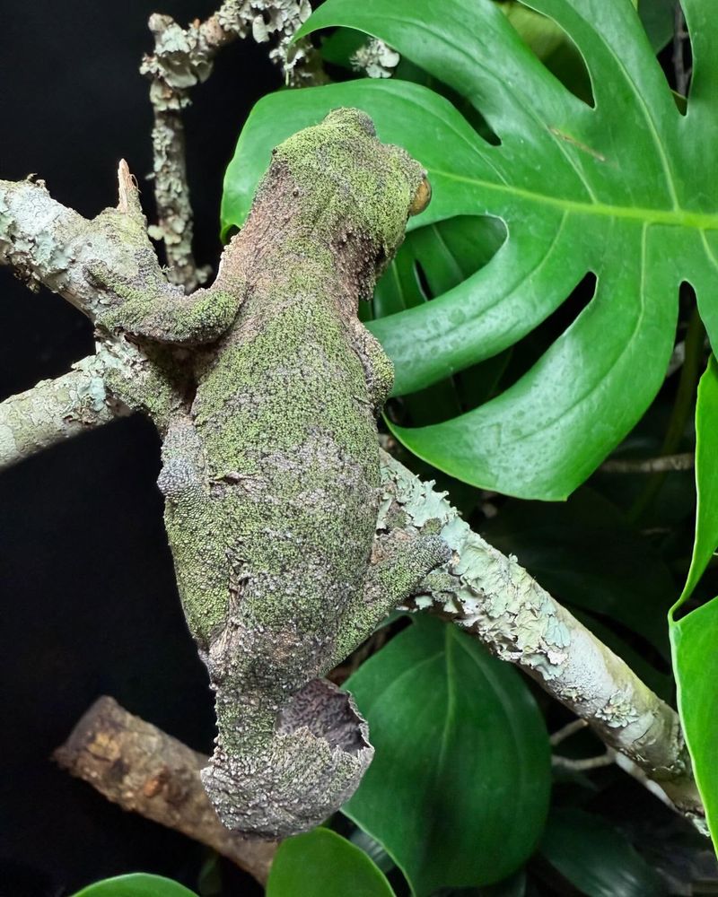 Leaf-Tailed Gecko