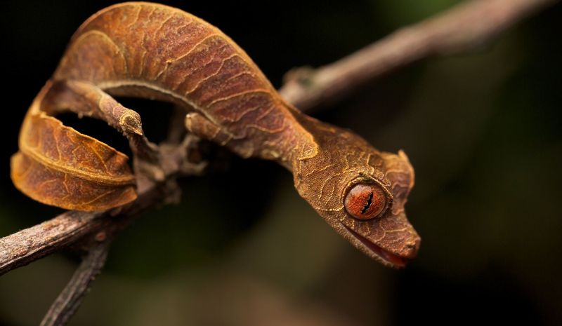 Leaf-Tailed Gecko