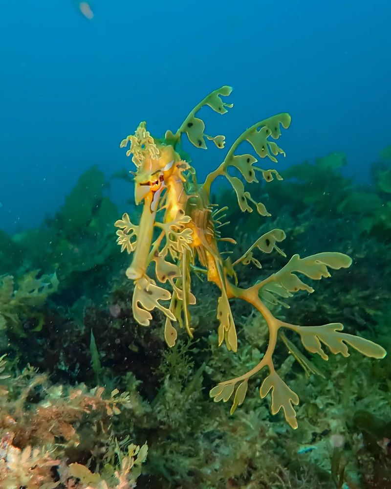 Leafy Sea Dragon